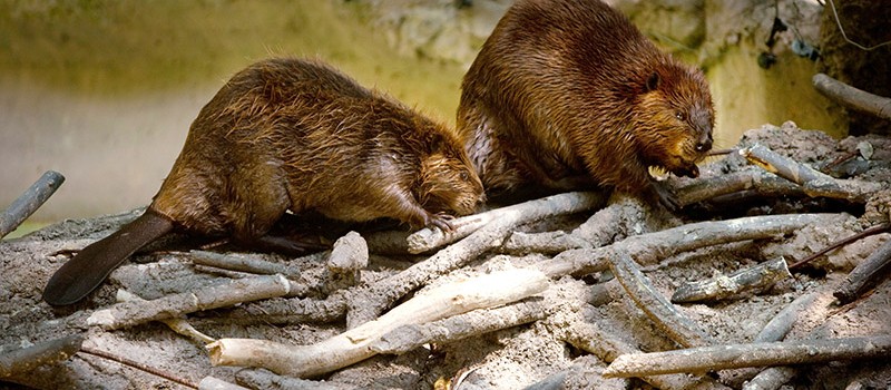 Washington's National Zoo Previews "American Trail" Exhibit